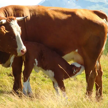 Gaestehaus Luggau ראוריס