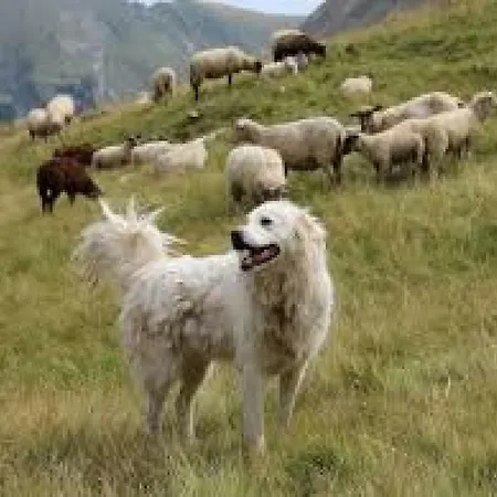 Gaestehaus Luggau 아파트 라우리스