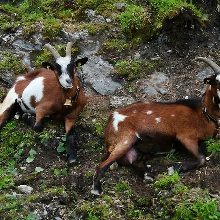 Gaestehaus Luggau Daire *