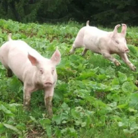 아파트 Gaestehaus Luggau 라우리스