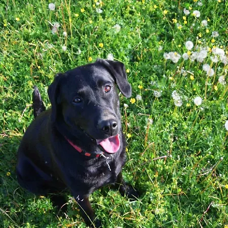 Gaestehaus Luggau 라우리스