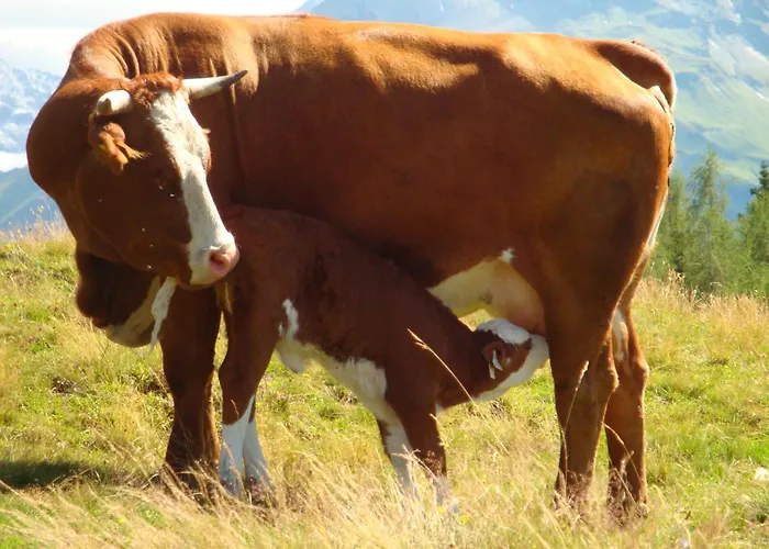Gastehaus Luggau Rauris